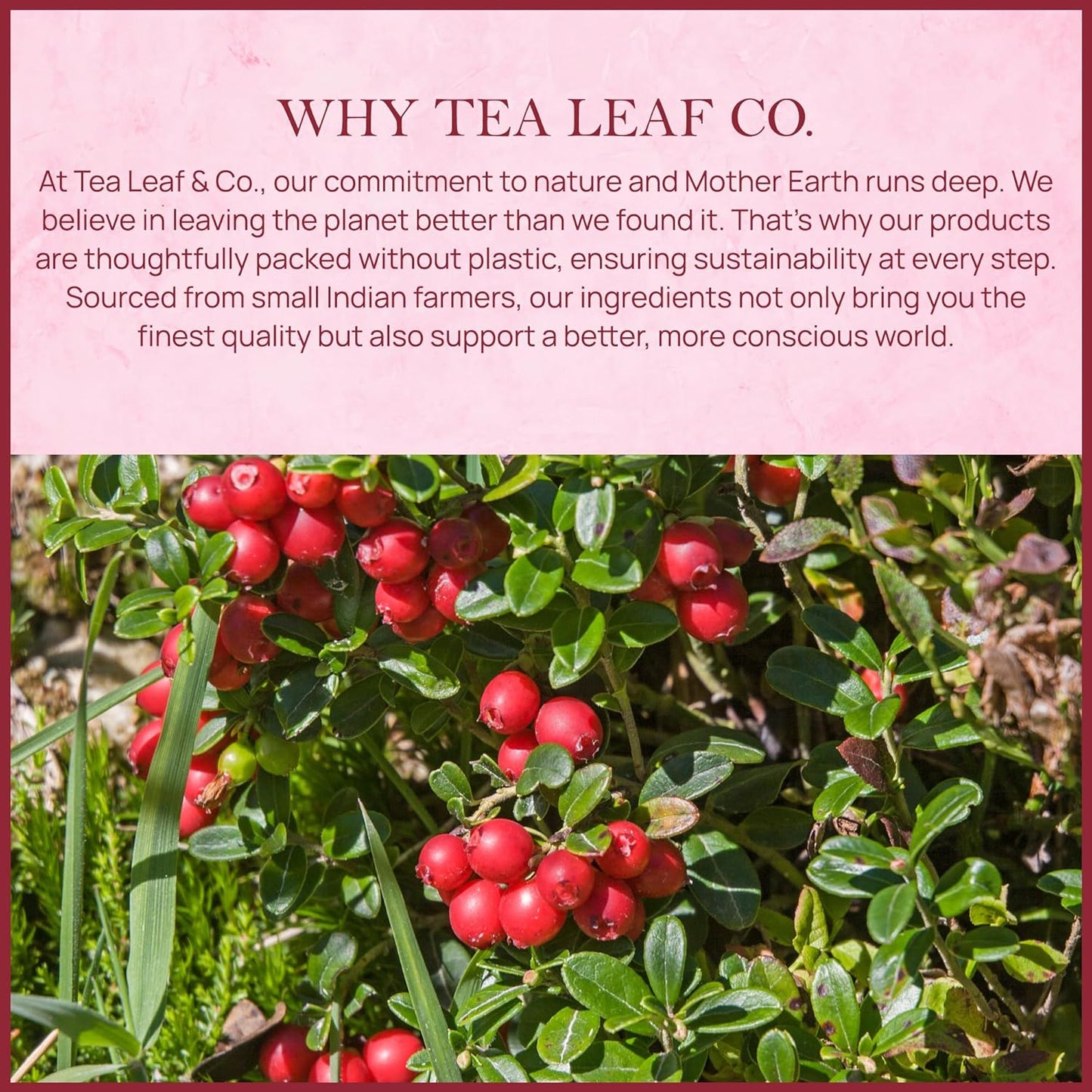 Cranberry Orange Black Tea (50 Tea Bags)