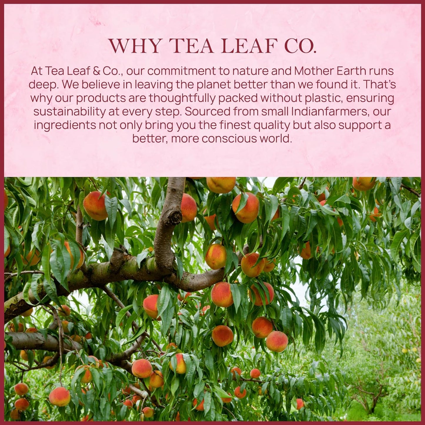 Peach Black Tea (50 Tea Bags)