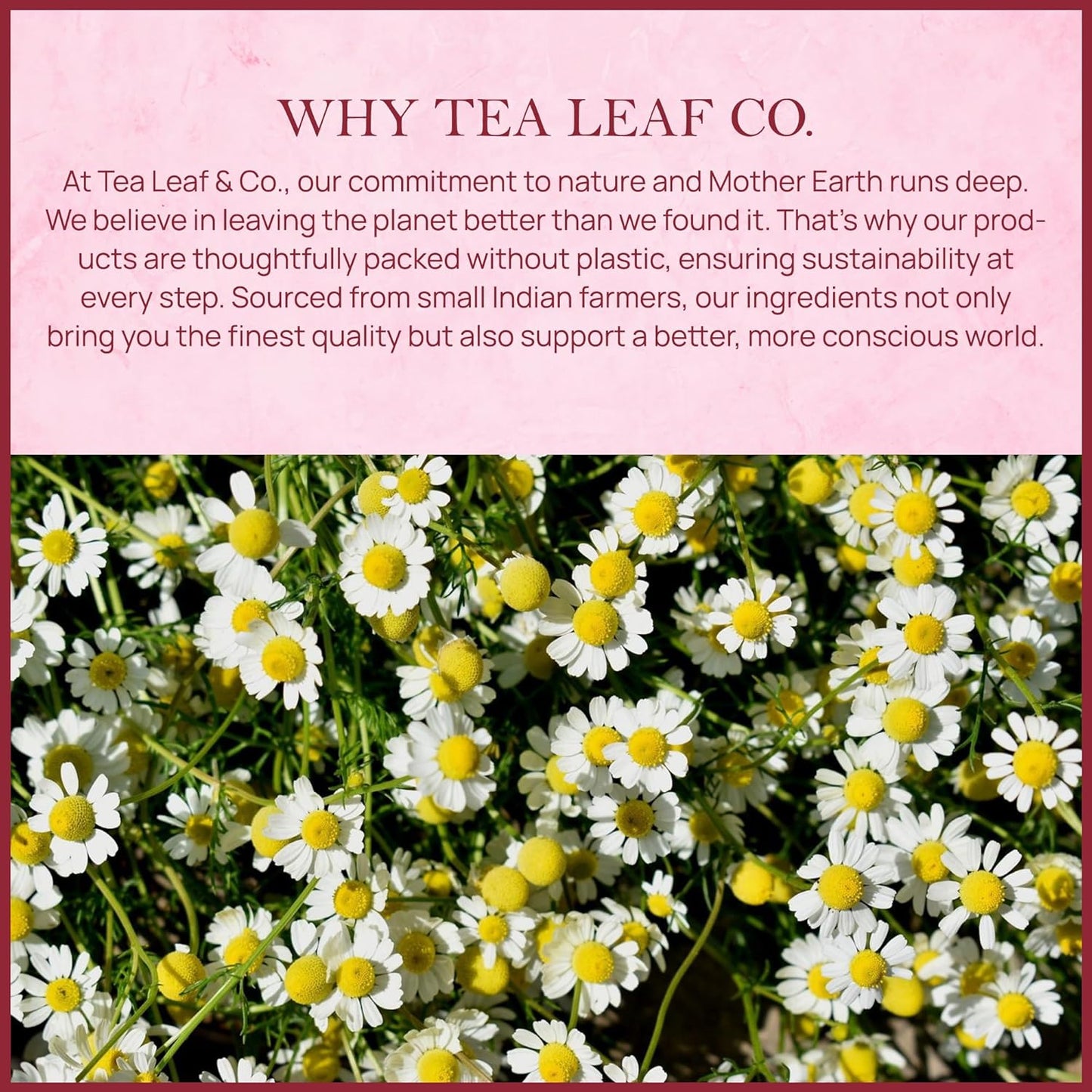 Chamomile Rose Citrus Herbal Tea (50 Tea Bags)