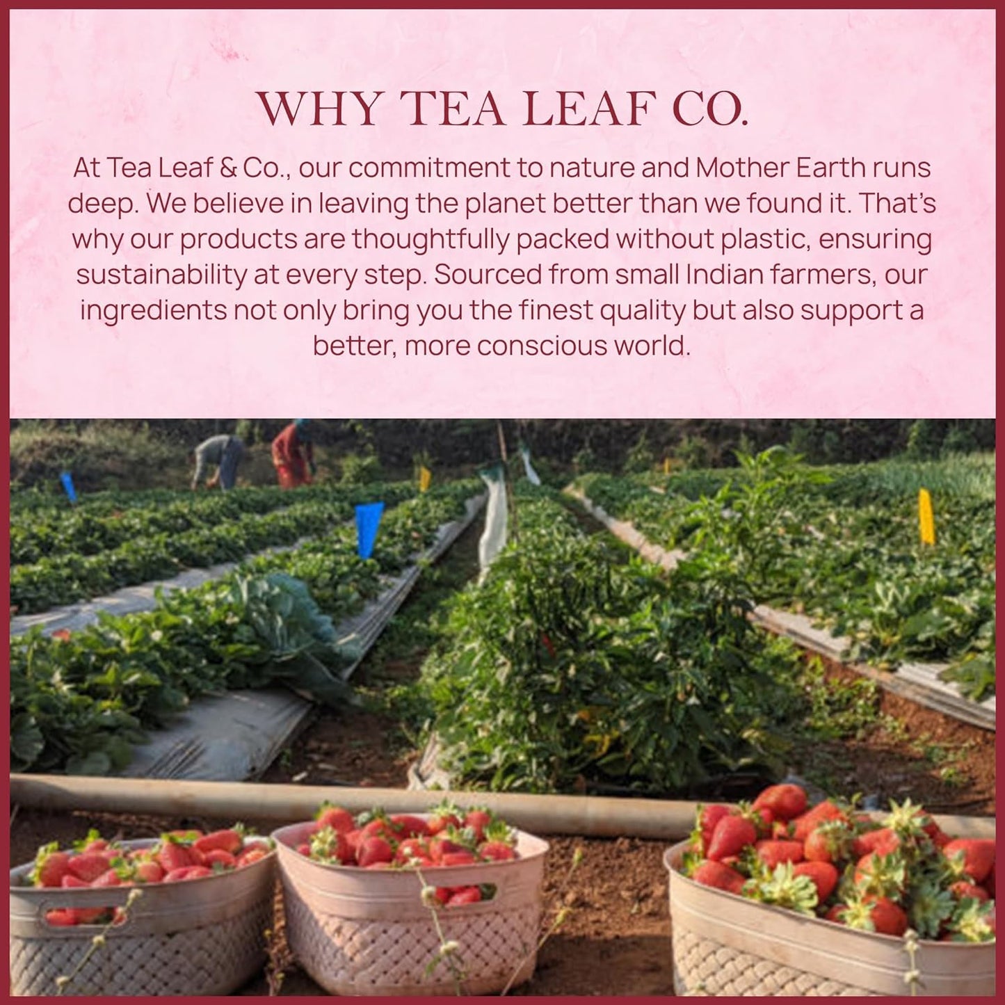 Strawberry Hibiscus Herbal Tea (50 Tea Bags)